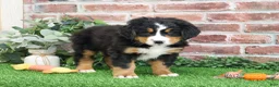 Bernese Mountain Dog dogs for sale: Stockings  - Ad 8