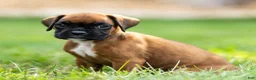 Boxer dogs for sale: Narissa Boxer  - Ad 4