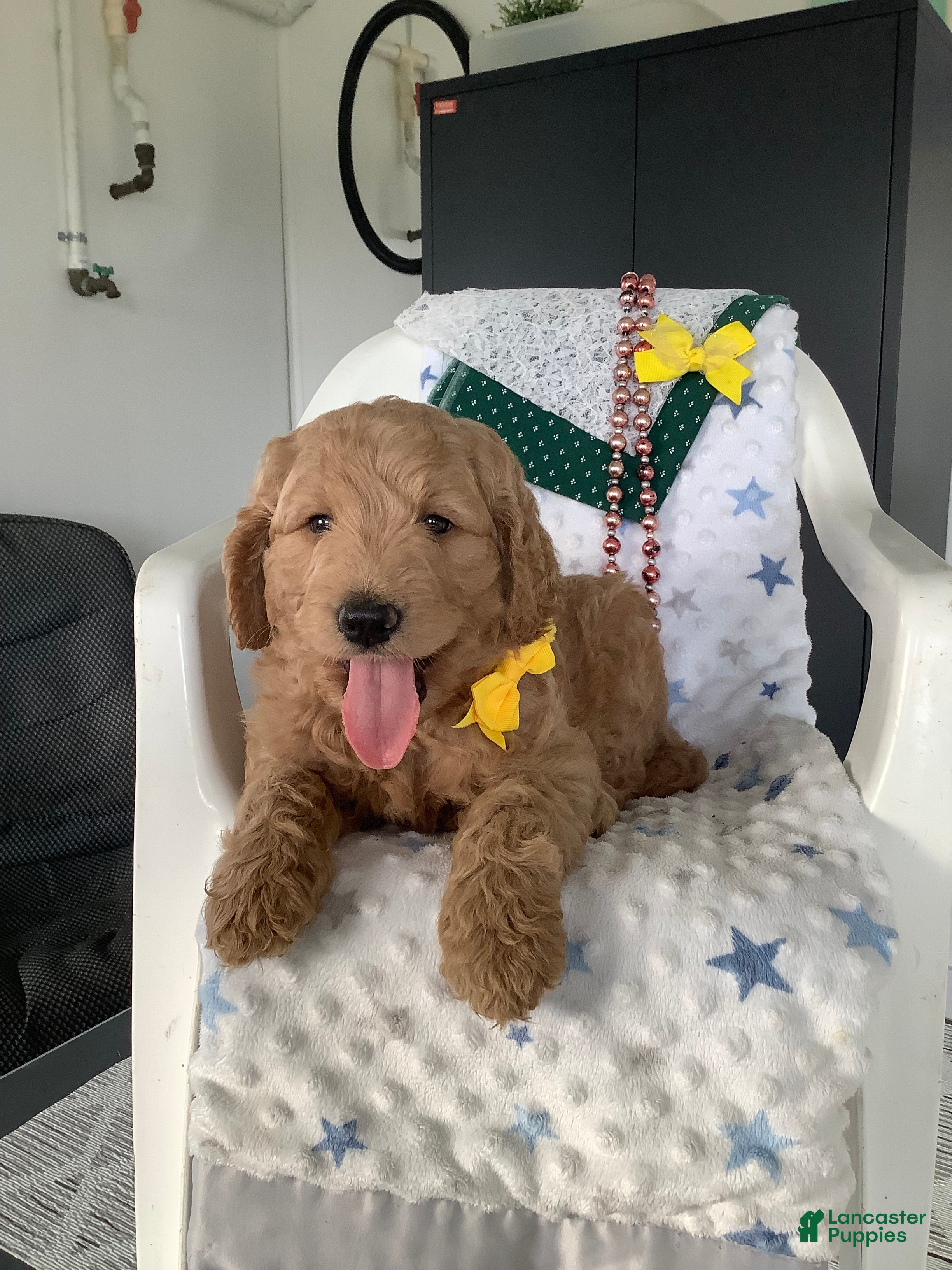 Goldendoodle dogs Goldendoodle Puppy 1 Leo  - Ad 1