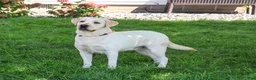 Labrador Retriever dogs for sale: Ariana - Ad 4
