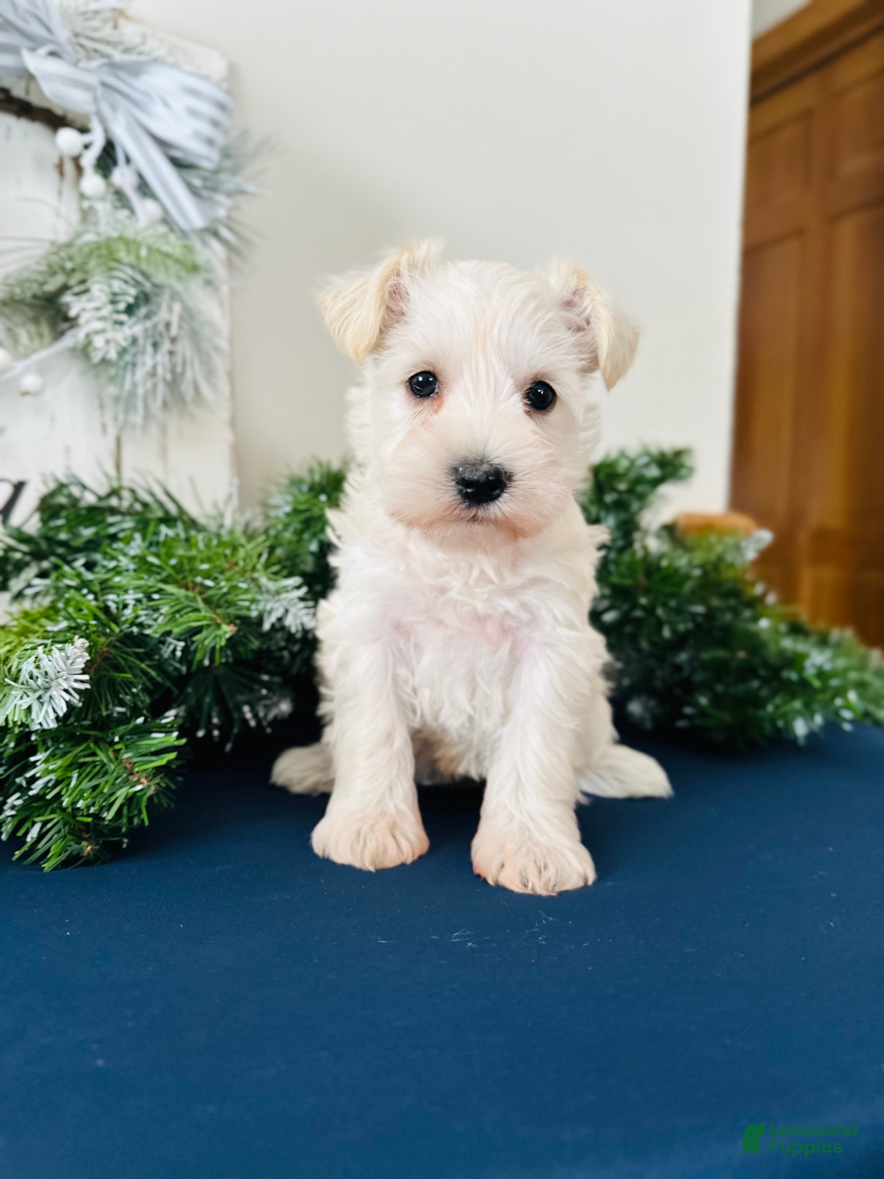 Miniature Schnauzer dogs Iris - Ad 9