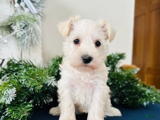 Miniature Schnauzer dogs Iris - Ad 9