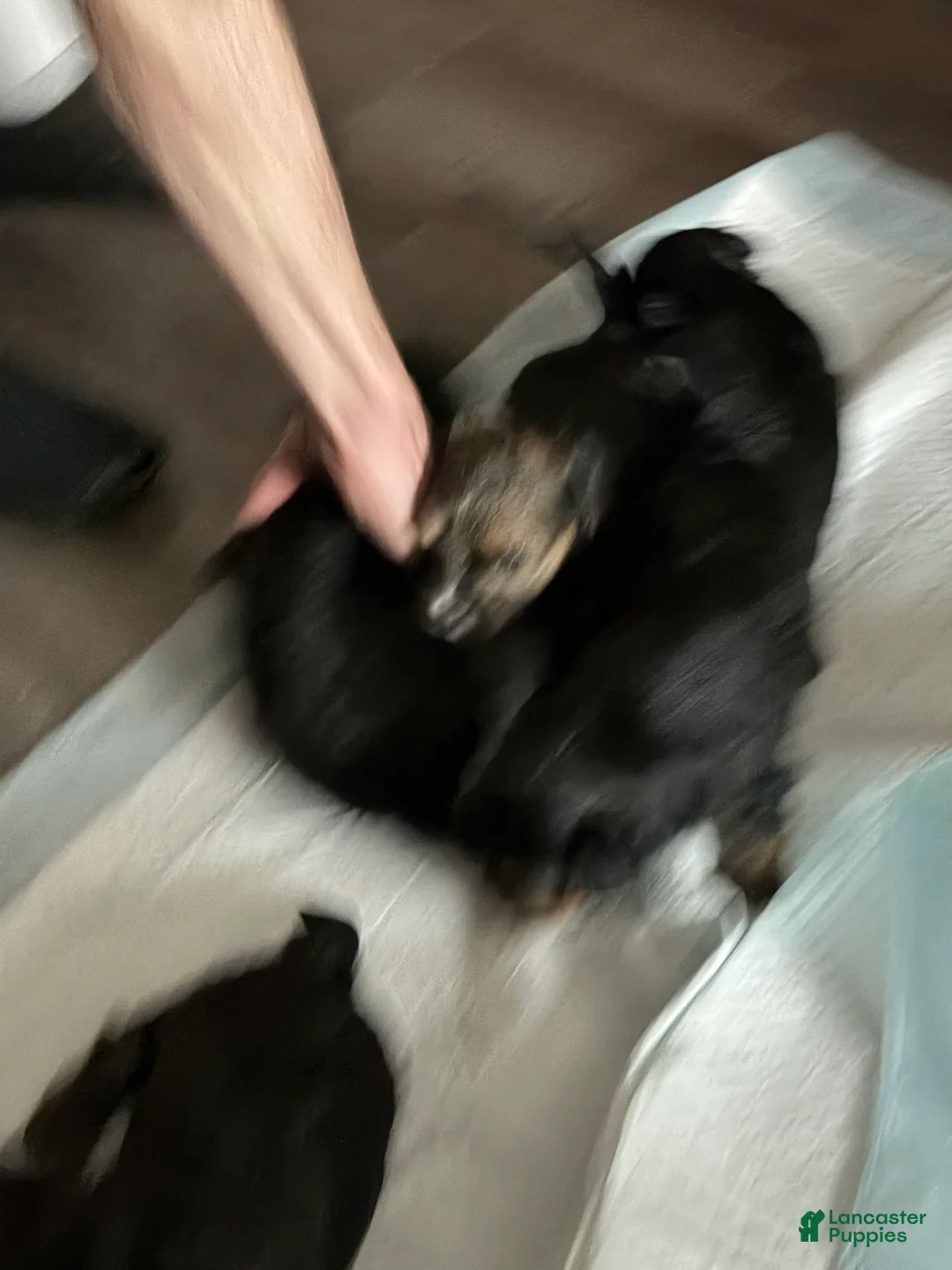 Yorkshire Terrier dogs for sale: Yorkshire Terrier 4 - Ad 1