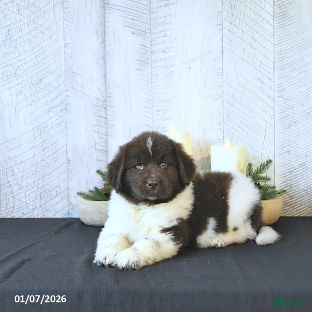 Newfoundland dogs for sale: Gunner  - Ad 8