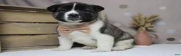 Akita dogs for sale: Braeburn - Ad 14