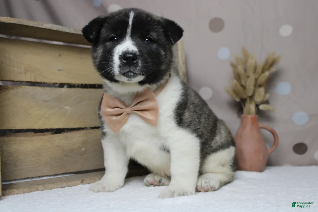 Akita dogs for sale: Braeburn - Ad 14