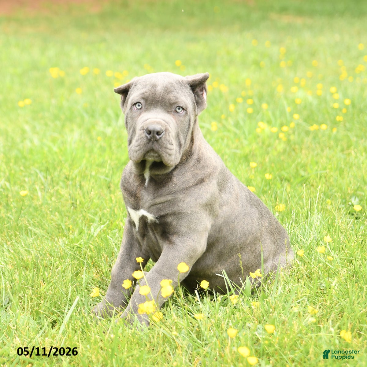 Cane Corso dogs Coral - Ad 2