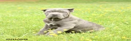 Cane Corso dogs for sale: Coral - Ad 2