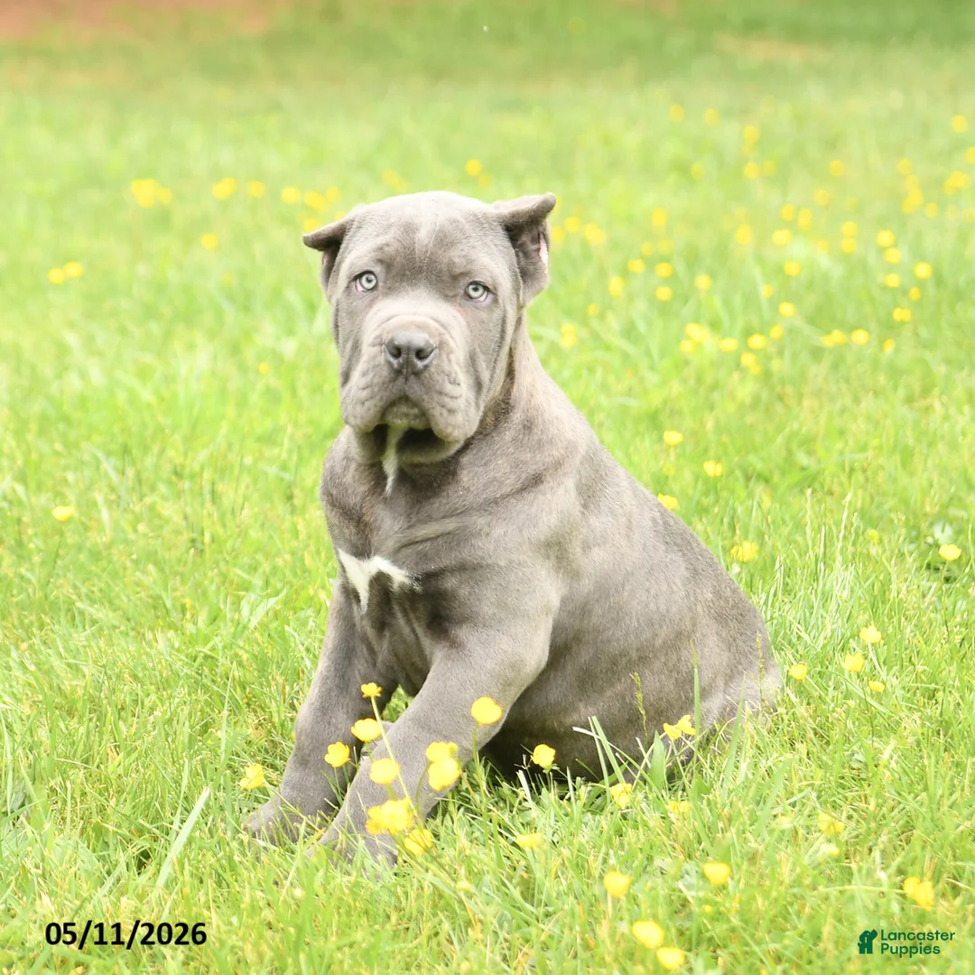 Cane Corso dogs for sale: Coral - Ad 2