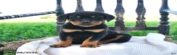Rottweiler dogs for sale: Rainer - Ad 3