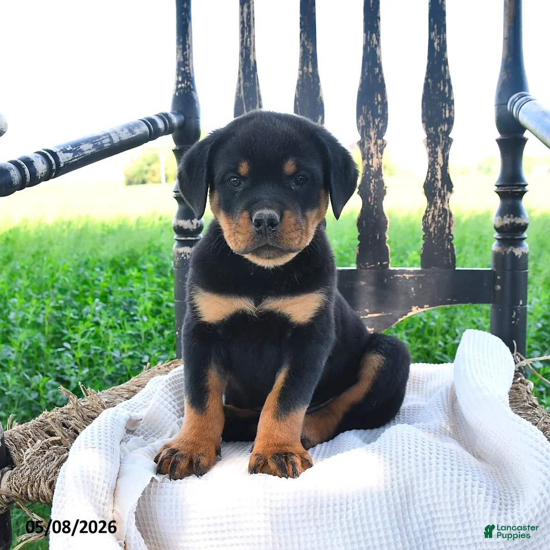 Rottweiler dogs for sale: Rainer - Ad 3