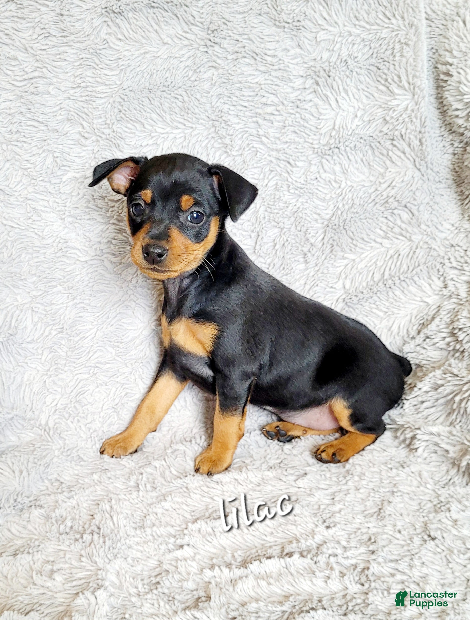 Miniature Pinscher dogs Lilac - Ad 21