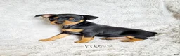 Miniature Pinscher dogs for sale: Lilac - Ad 1