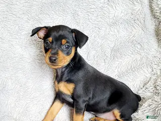 Miniature Pinscher dogs Lilac - Ad 21