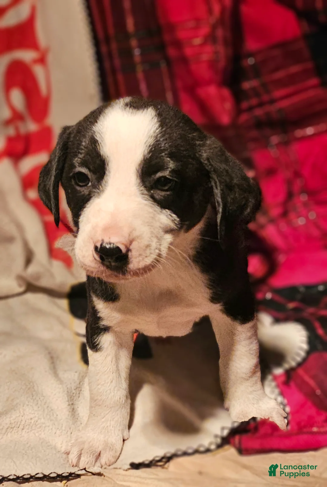 Border Collie dogs for sale: Friday - Ad 2