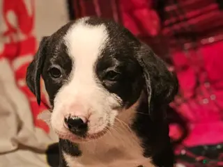 Border Collie dogs Friday - Ad 23