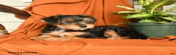 Yorkshire Terrier dogs for sale: Merphy - Ad 3