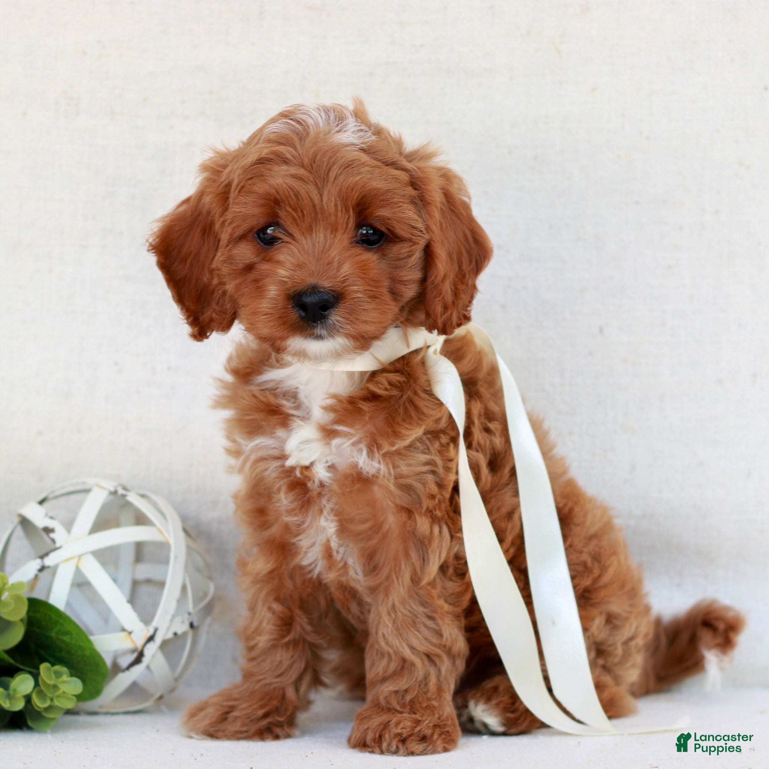 Cavapoo dogs Nova  - Ad 1