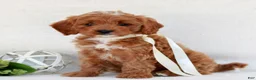 Cavapoo dogs for sale: Nova  - Ad 1