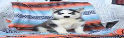 Siberian Husky dogs for sale: Shiloh - Ad 4