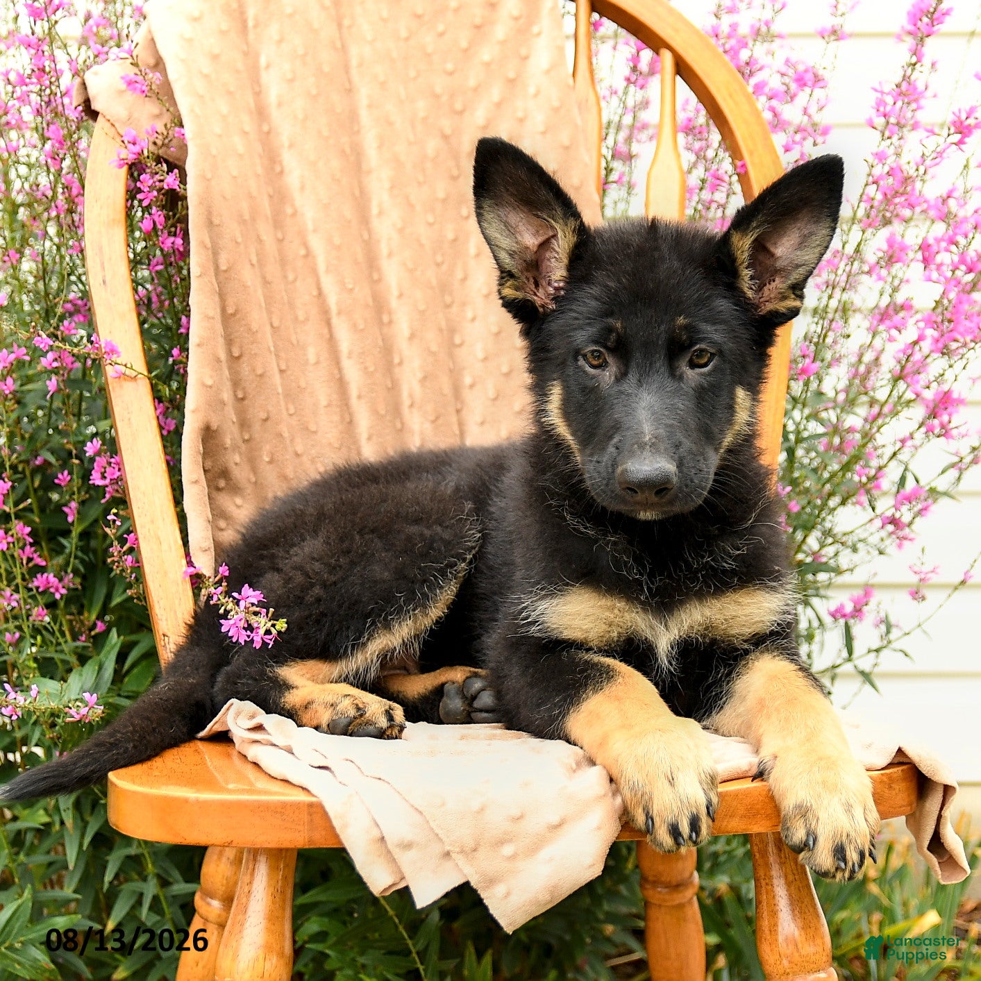 German Shepherd dogs Truffle  - Ad 1