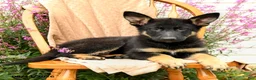 German Shepherd dogs for sale: Truffle  - Ad 1