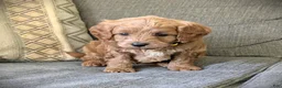 Cavapoo dogs for sale: Buddy - Ad 5