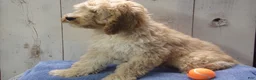 Cockapoo dogs for sale: Boone - Ad 3