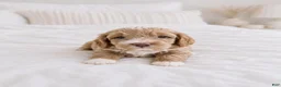 Goldendoodle dogs for sale: Blitz - Ad 1