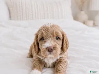 Goldendoodle dogs Blitz - Ad 11