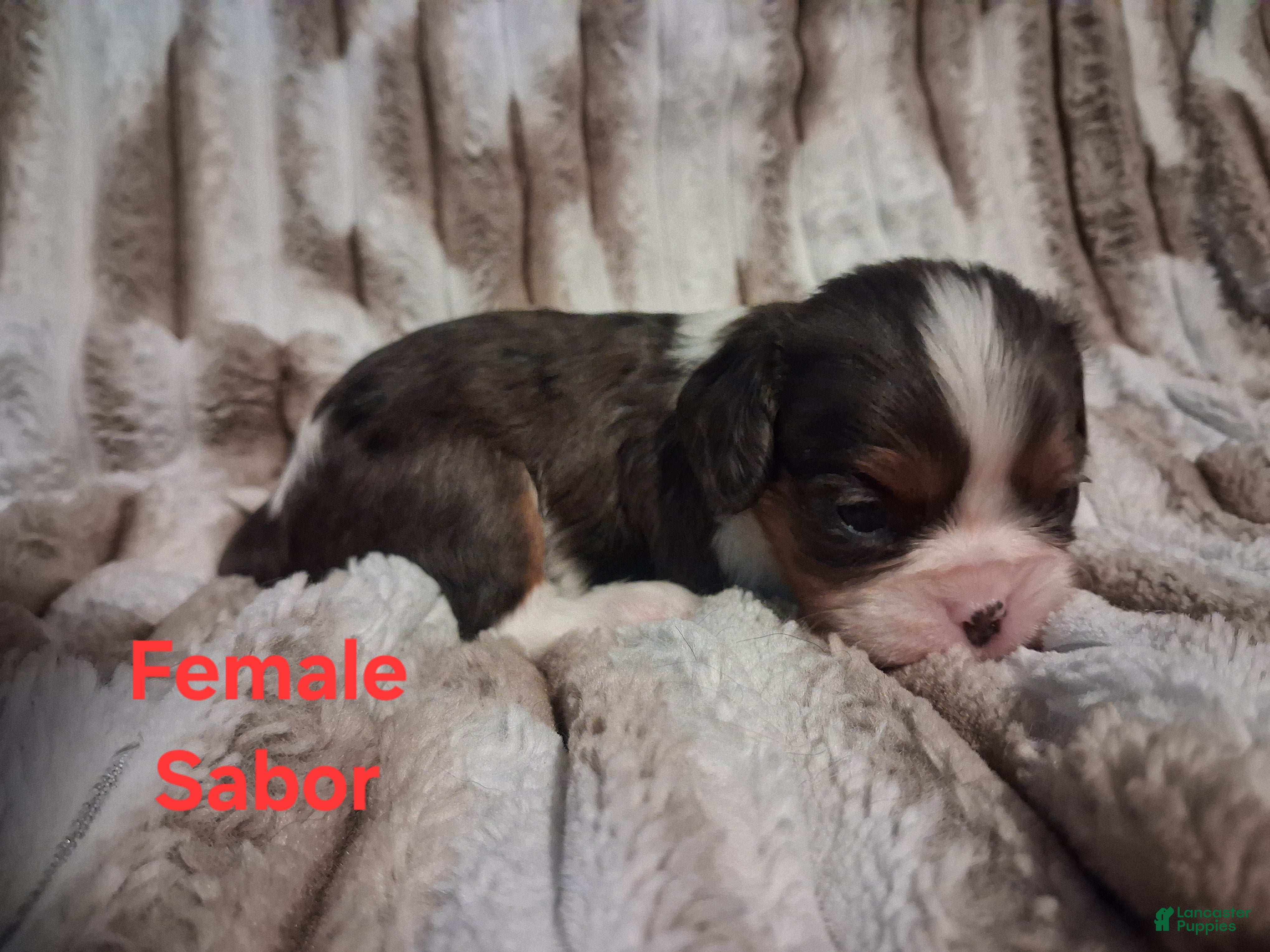 Cavalier King Charles Spaniel dogs Sabor - Ad 21
