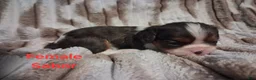 Cavalier King Charles Spaniel dogs for sale: Sabor - Ad 1