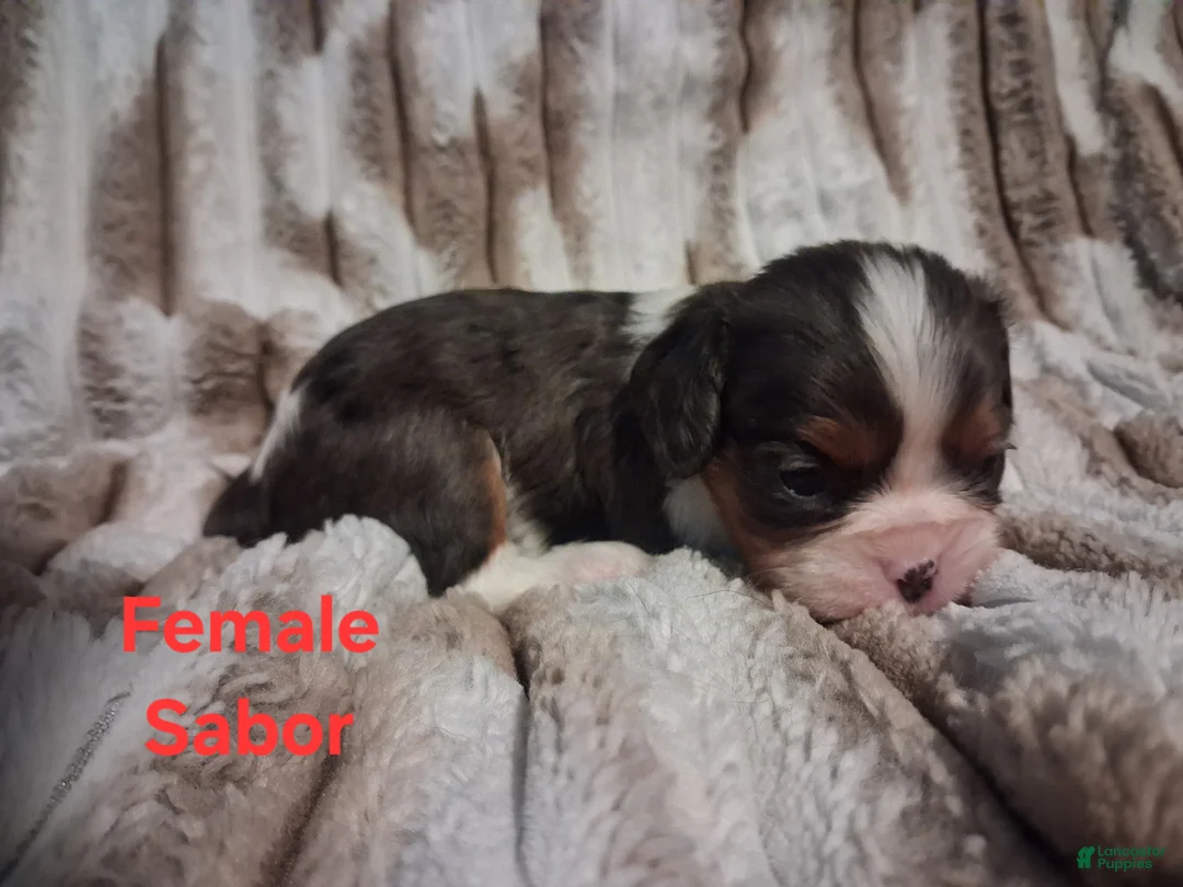 Cavalier King Charles Spaniel dogs for sale: Sabor - Ad 1