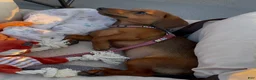 Miniature Dachshund dogs for sale: Geralt (like Gary, Gare+ ult) - Ad 7