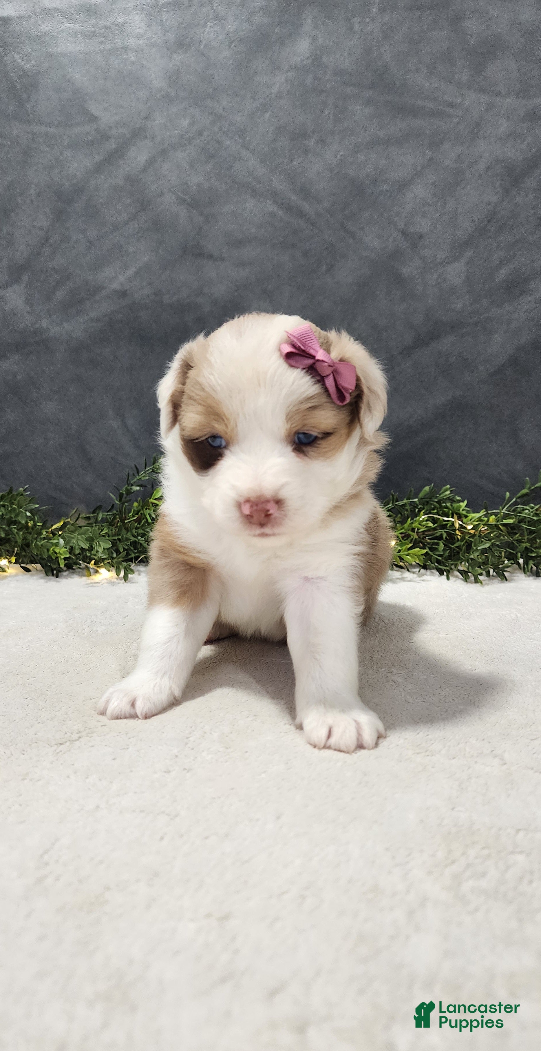 Miniature Australian Shepherd dogs Faith - Ad 2