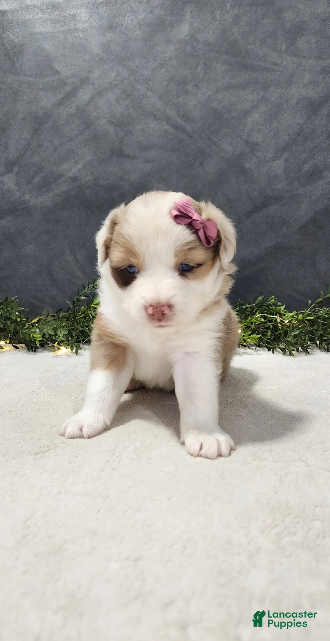 Miniature Australian Shepherd dogs for sale: Faith - Ad 2