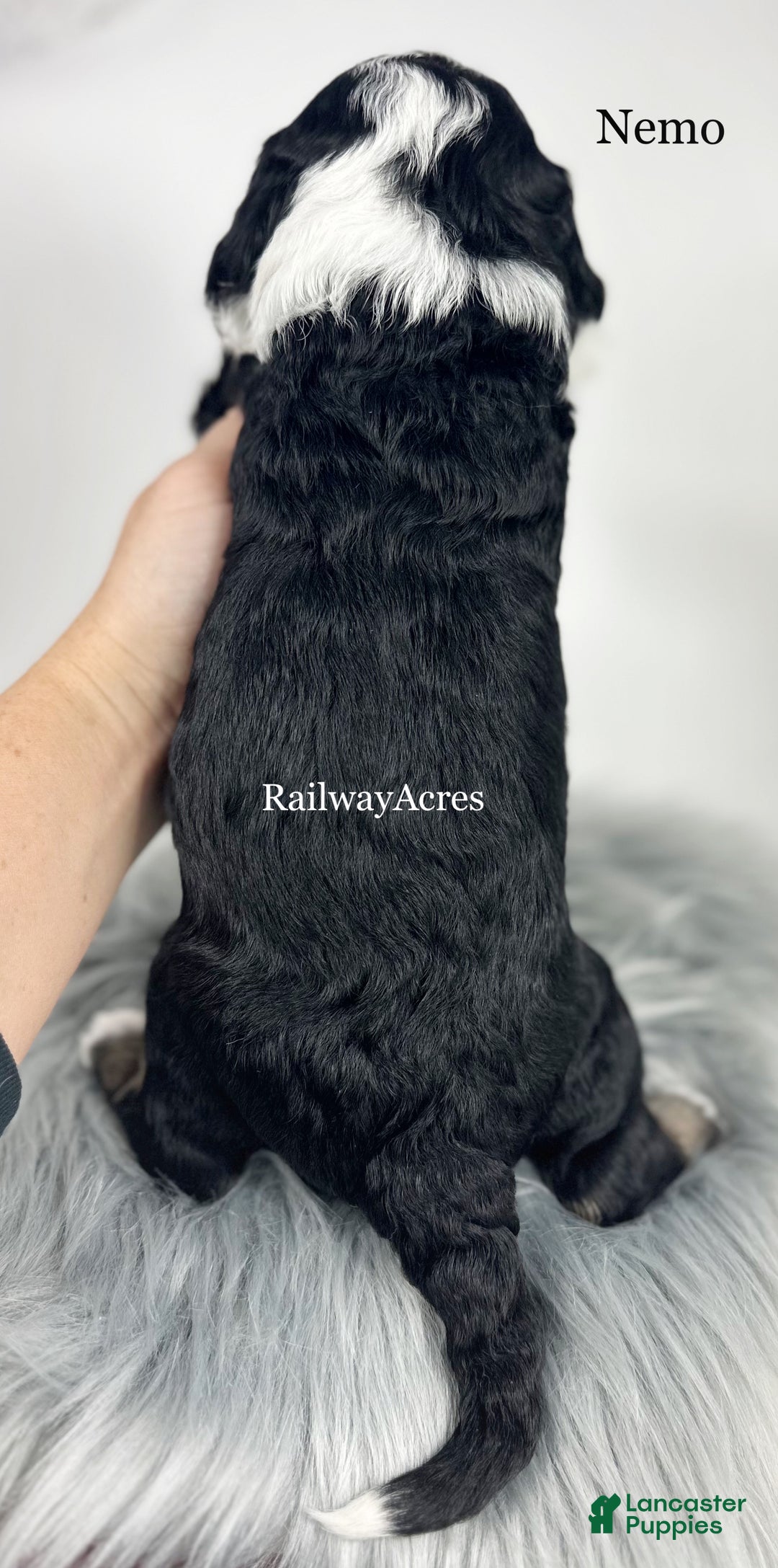 Mini Bernedoodle dogs for sale: Nemo - Ad 4