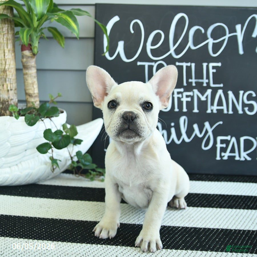 French Bulldog dogs Flavielle - Ad 1