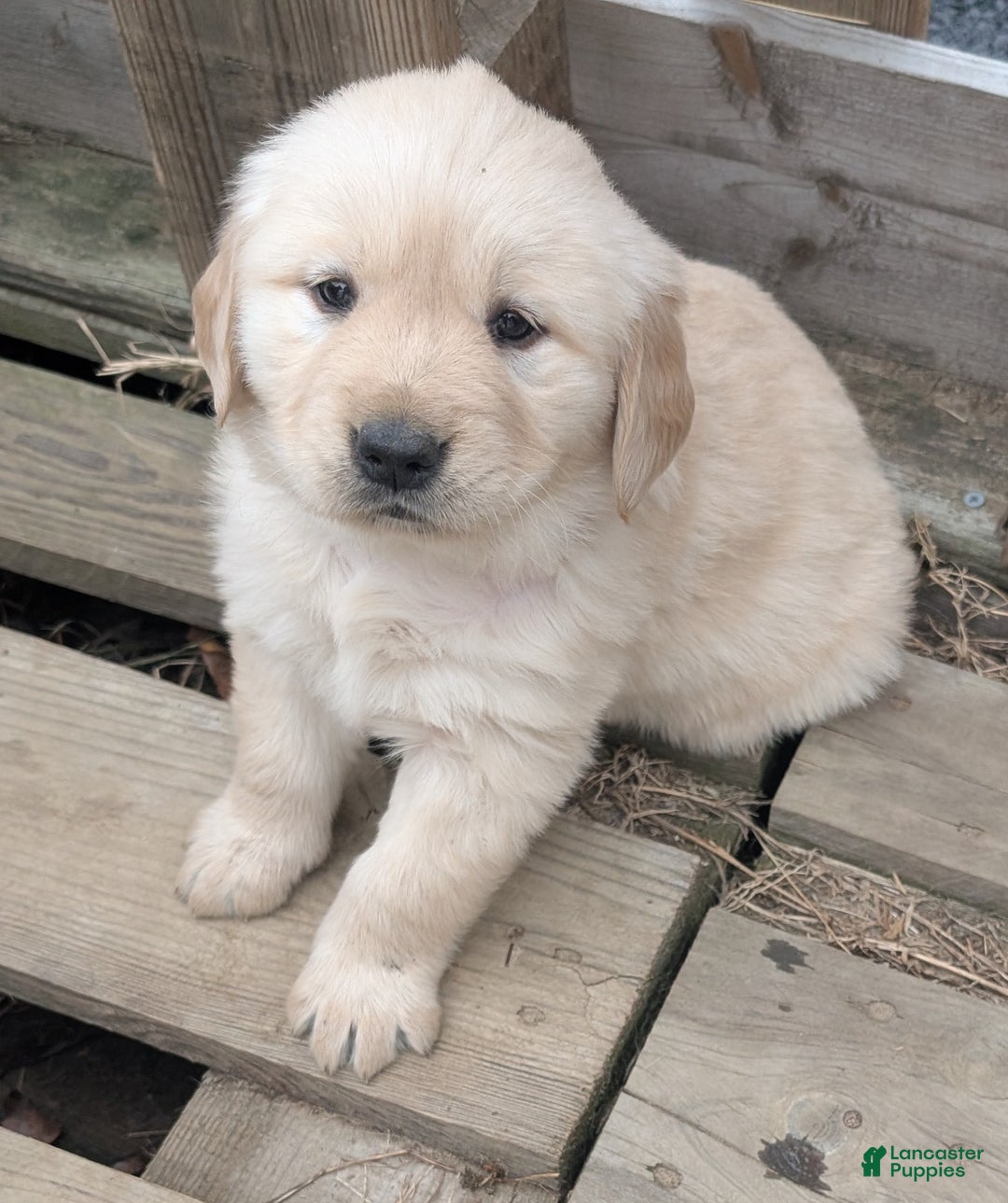Golden Retriever dogs for sale: Coco - Ad 3