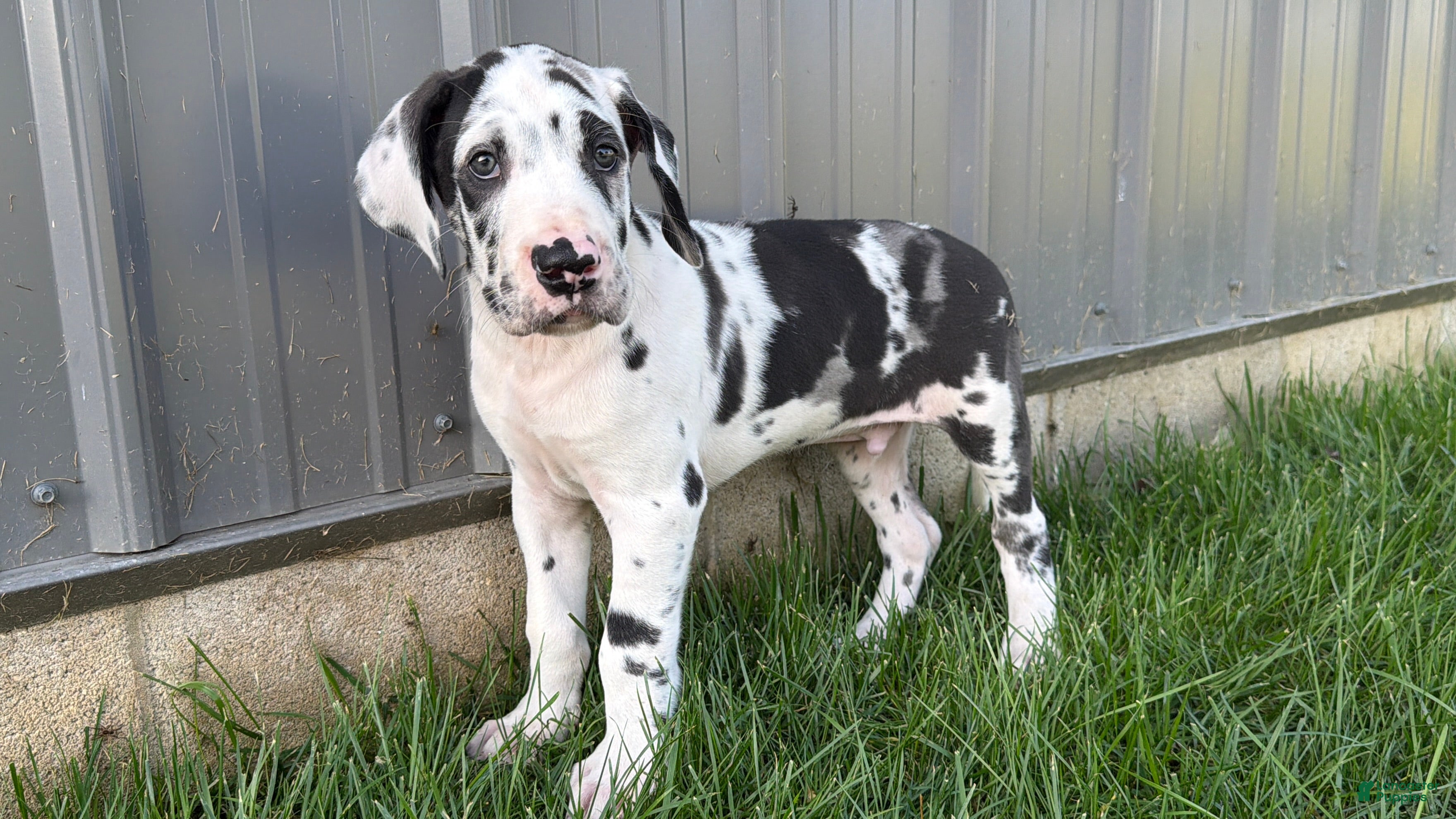 Great Dane dogs Landon  - Ad 1