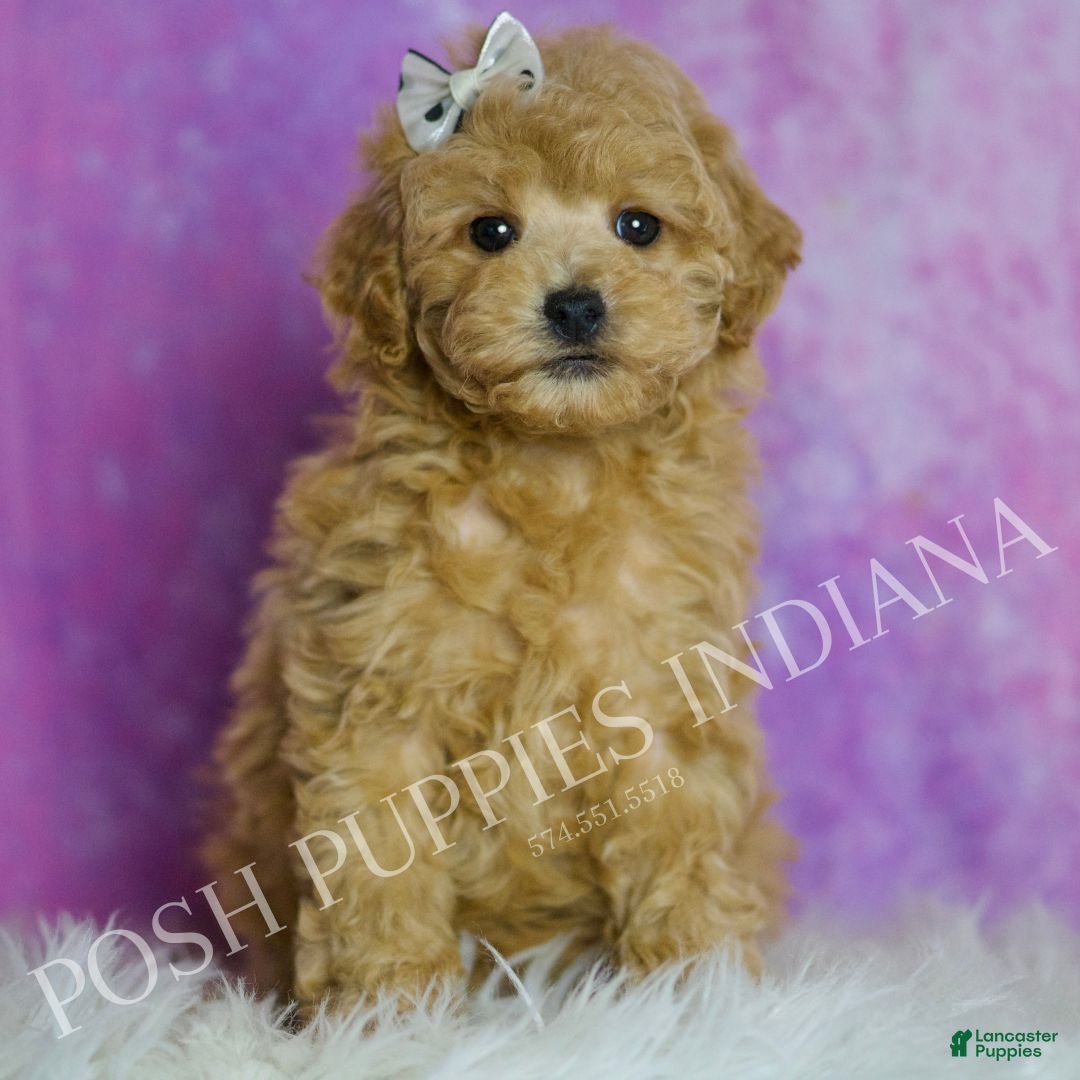 Toy Poodle dogs Chili - Ad 24