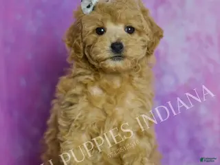 Toy Poodle dogs Chili - Ad 24
