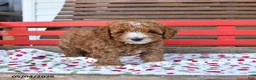 Miniature Poodle dogs for sale: Romeo - Ad 4