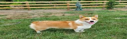 Welsh Corgi Pembroke dogs for sale: Tessi - Ad 5