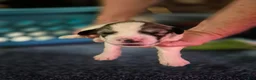 Great Pyrenees dogs for sale: Great Pyrenees Puppy 1 - Ad 5