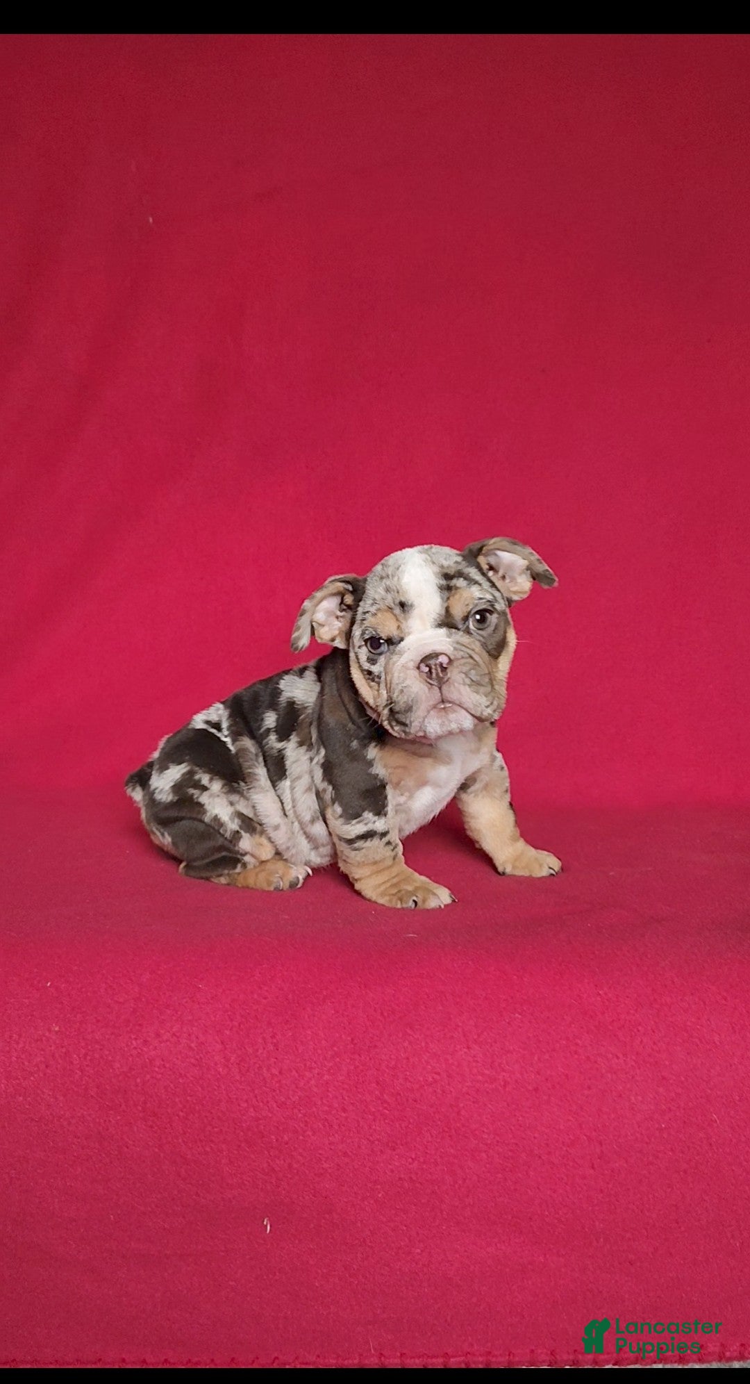 English Bulldog dogs for sale: Reba - Ad 5