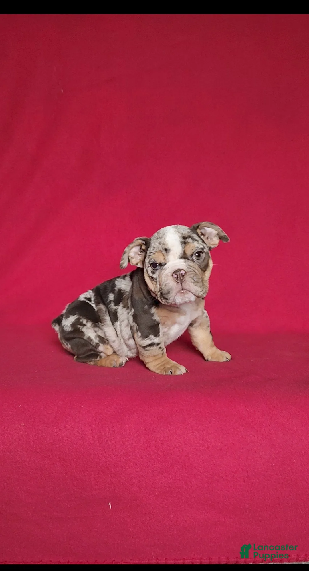 English Bulldog dogs for sale: Reba - Ad 5