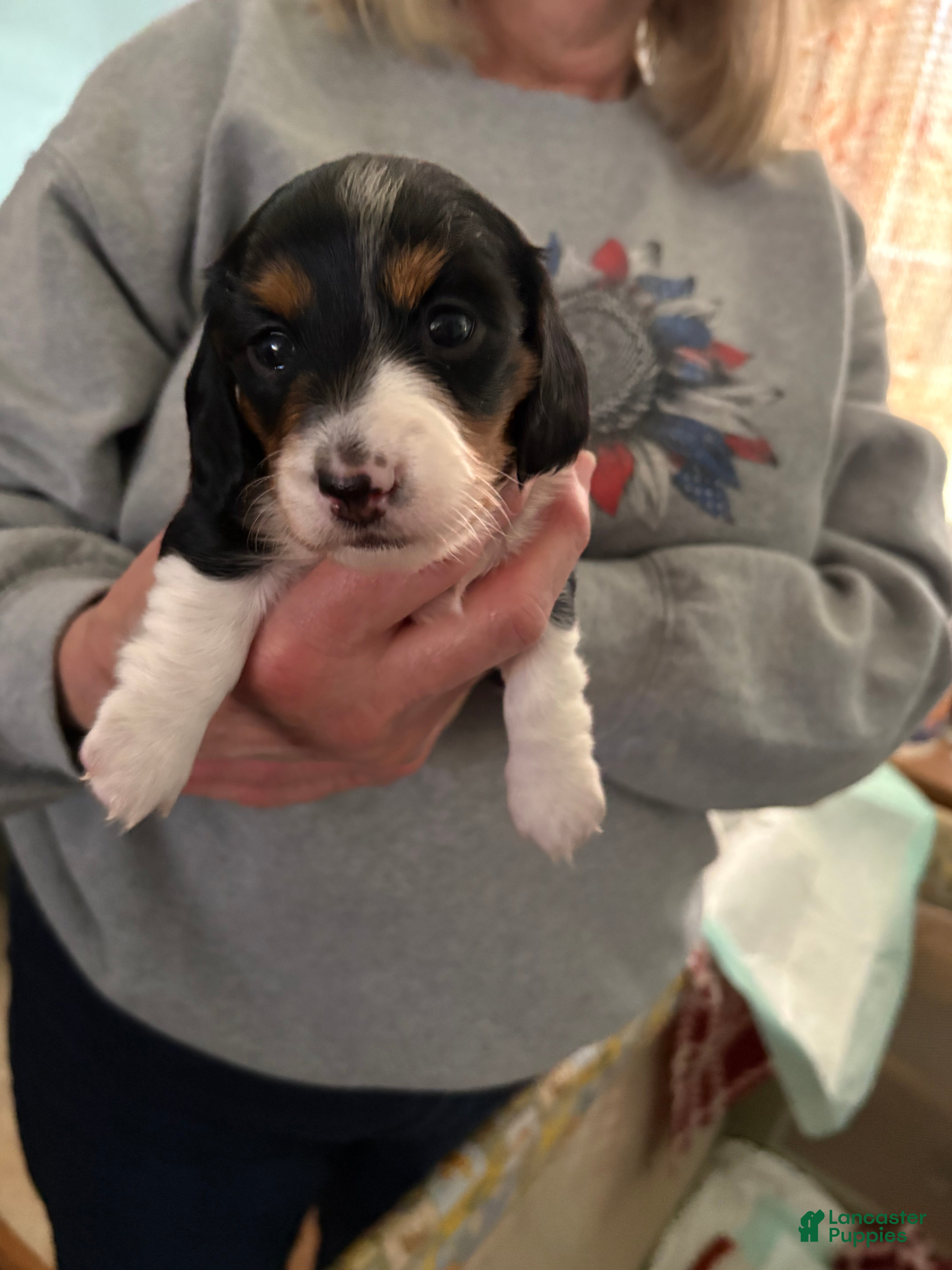 Miniature Dachshund dogs for sale: Winnie - Ad 2