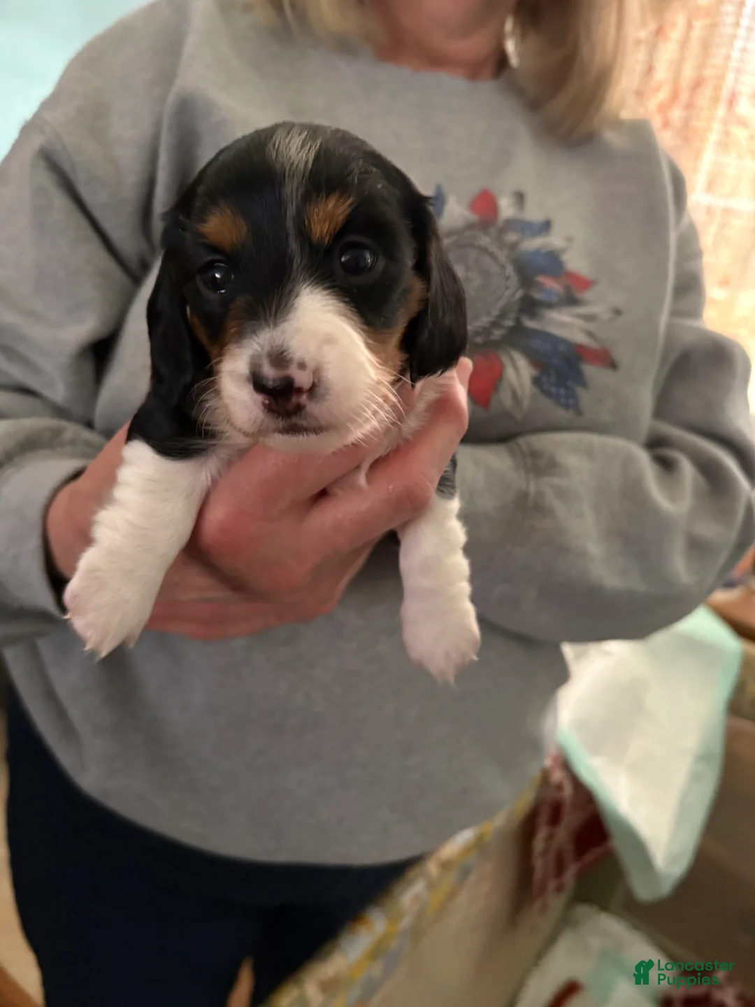 Miniature Dachshund dogs for sale: Winnie - Ad 1