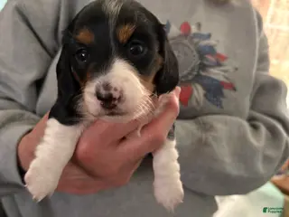 Miniature Dachshund dogs Winnie - Ad 2